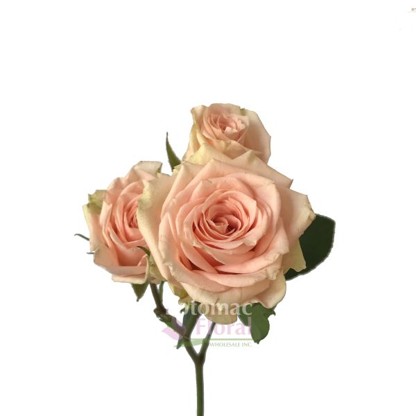 Ginger Spray Rose - Blush Pink - Potomac Floral Wholesale